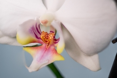 Orchidee-01-2016-focus-13-19-2