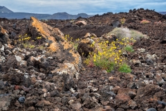 Lanzarote-0796-2