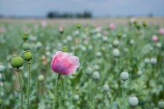 Neusiedlersee-1-90