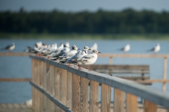 Ostsee-0157